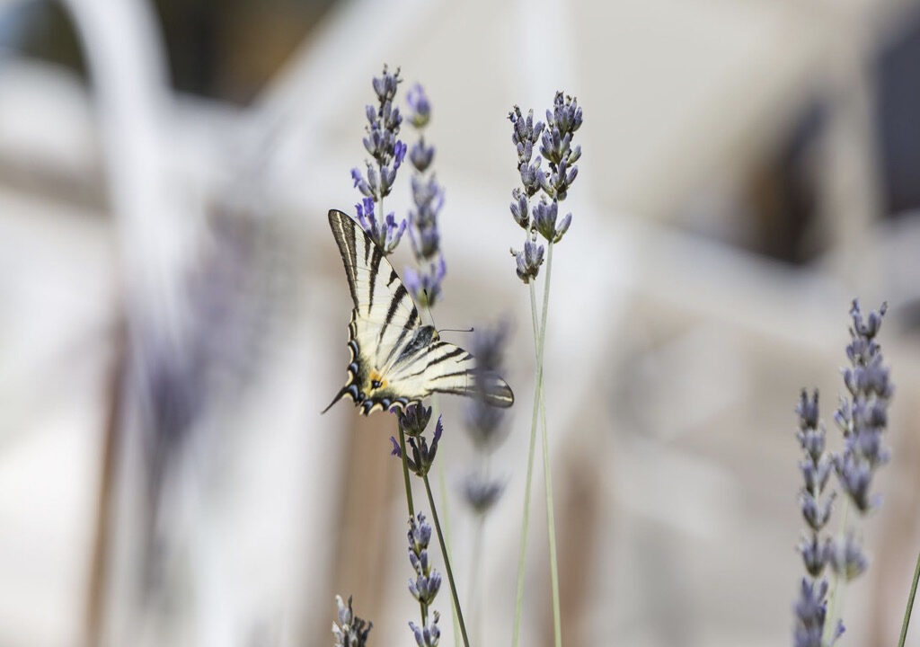 Moderne Villa mit Pool - Labin, Region Istrien